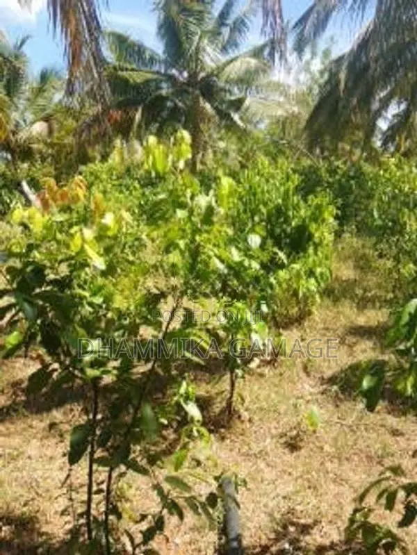 කුරුදු හා ගම්වමිරිස් වගාව සමග ඉඩම විකිනිමට රත්නපුර