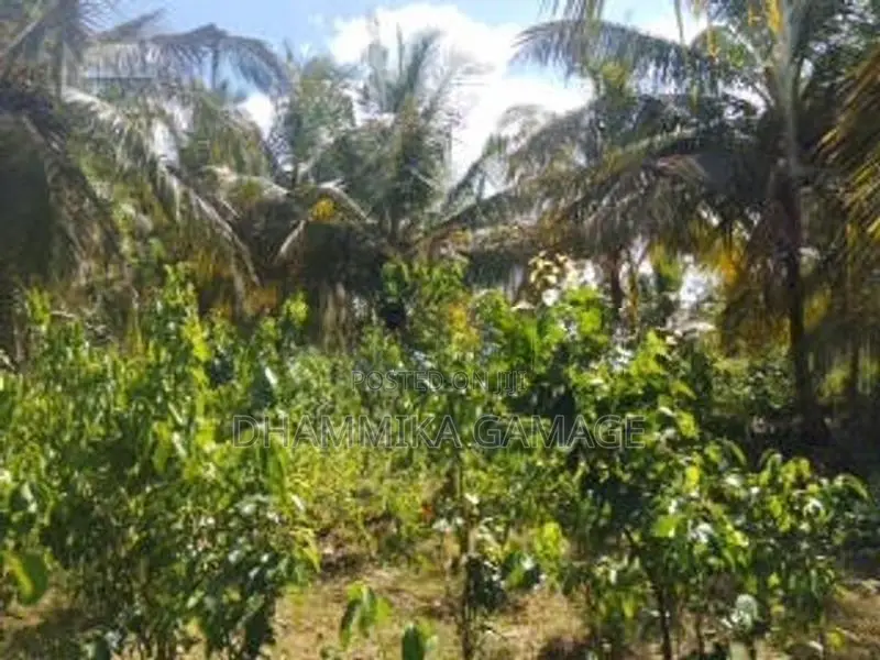 කුරුදු හා ගම්වමිරිස් වගාව සමග ඉඩම විකිනිමට රත්නපුර