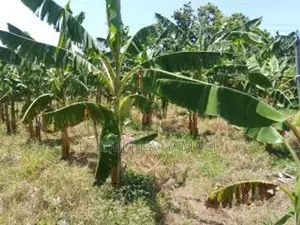 කේසෙල්වගාව සමග ඉඩම විකිනිමට හම්බන්තොට