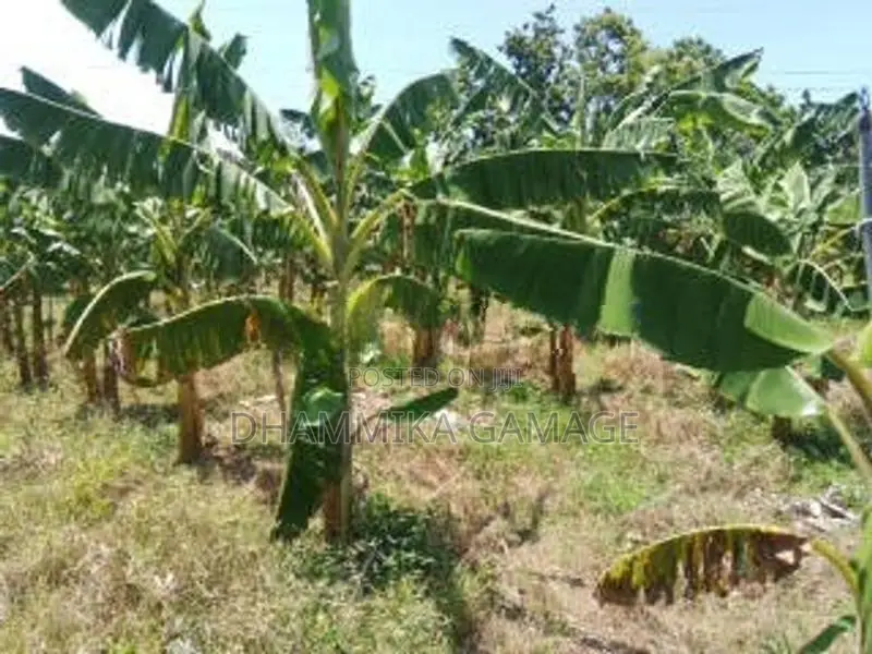 කේසෙල්වගාව සමග ඉඩම විකිනිමට හම්බන්තොට