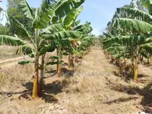 කේසෙල්වගාව සමග ඉඩම විකිනිමට හම්බන්තොට