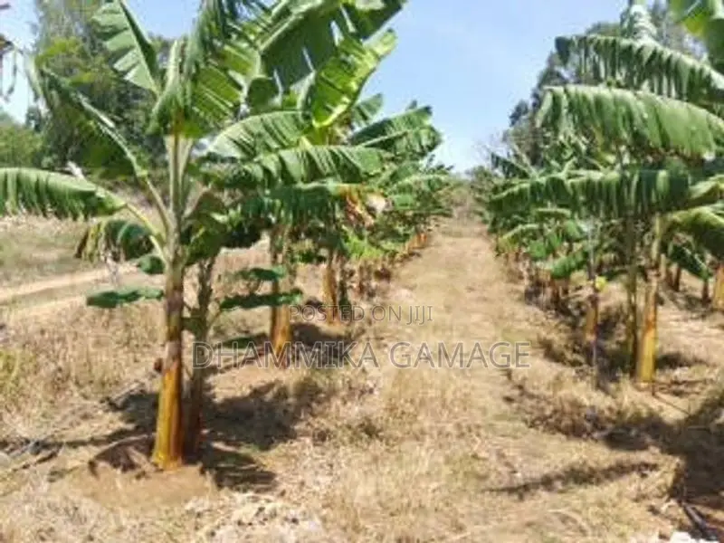 කේසෙල්වගාව සමග ඉඩම විකිනිමට හම්බන්තොට