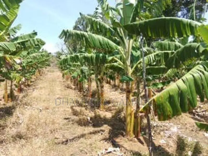 කේසෙල්වගාව සමග ඉඩම විකිනිමට හම්බන්තොට