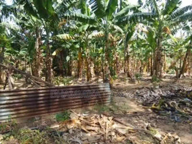 කේසෙල්වගාව සමග ඉඩම විකිනිමට හම්බන්තොට