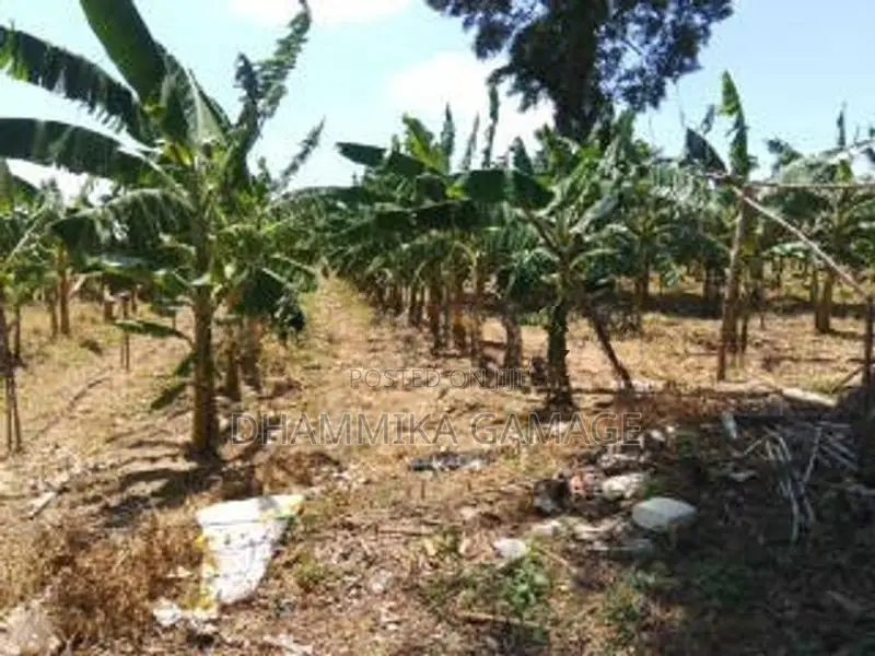 කේසෙල්වගාව සමග ඉඩම විකිනිමට හම්බන්තොට