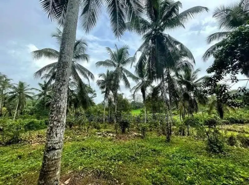 Land For Sale In Pitigala Elpitiya