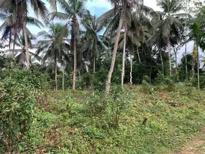 Land For Sale In Pitigala Elpitiya