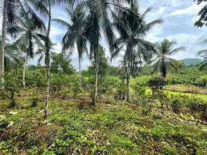 Land For Sale In Pitigala Elpitiya