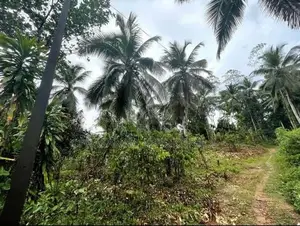 Land For Sale In Pitigala Elpitiya
