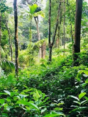 අඹමල්ල සොළඹ ඇල්ලට ආසන්නයෙන් සුන්දර ඉඩමක්