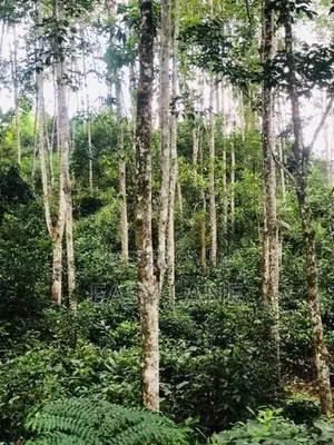 අඹමල්ල සොළඹ ඇල්ලට ආසන්නයෙන් සුන්දර ඉඩමක්