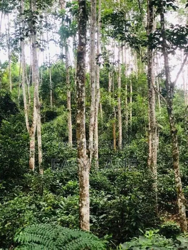 අඹමල්ල සොළඹ ඇල්ලට ආසන්නයෙන් සුන්දර ඉඩමක්