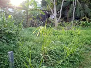 මුල්ලේරියාවෙන් අගනා ඉඩමක් විකිණීමට