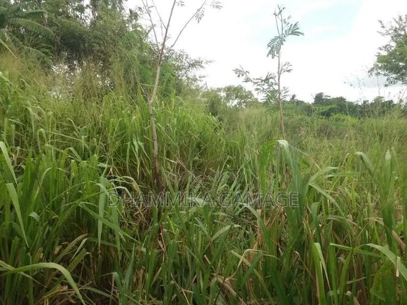 ඉඩමක් අම්බලන්තොට