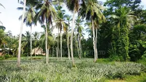 Prime Coconut Land for Sale – Mirigama