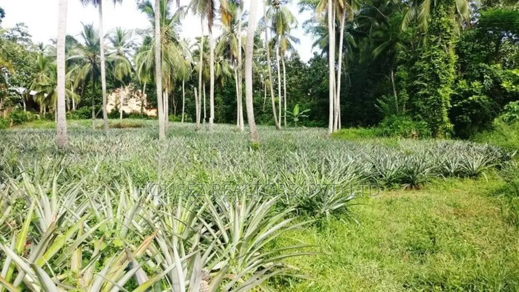Prime Coconut Land for Sale – Mirigama