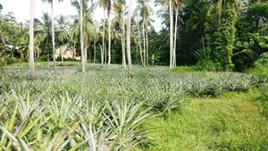 Prime Coconut Land for Sale – Mirigama