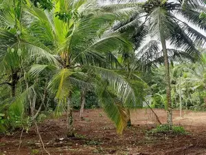 78 Perches of Valuable Land for Sale in Halpe, Mirigama