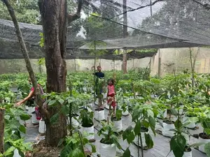 Coconut Land with House for Sale in Chilaw