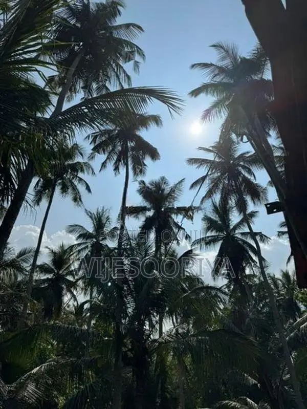 Coconut Land with House for Sale in Chilaw