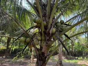 Coconut Land with House for Sale in Chilaw