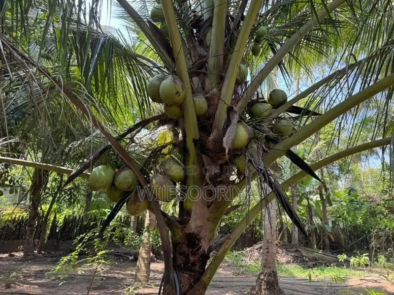 Coconut Land with House for Sale in Chilaw