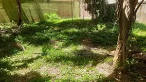 11.4 ph Superb Square Type Bare Land For Sale In Mount Lavinia