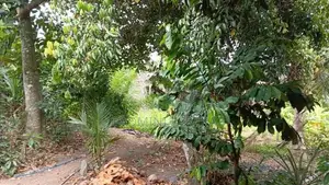 Land for Sale in Arangala Junction