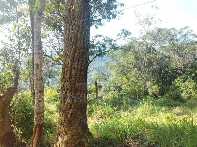 පර්චස් 30 ක අගනා ඉඩමක්....