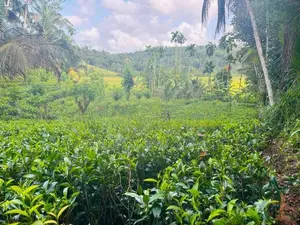 Land for Sale in Elpitiya