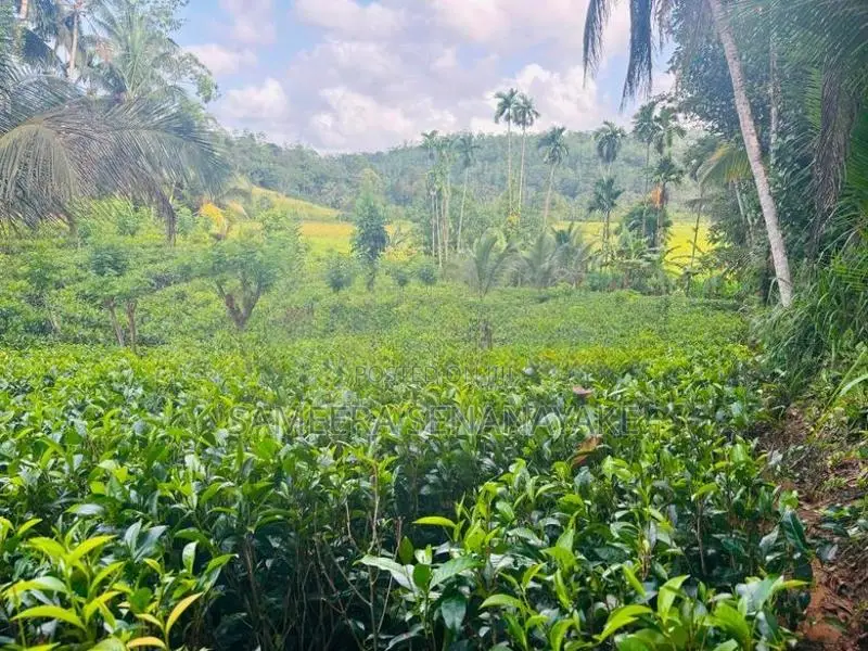 Land for Sale in Elpitiya