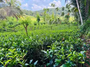 Land for Sale in Elpitiya