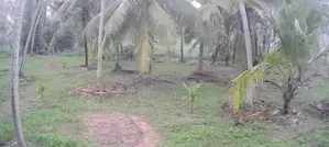 20 Acres of Coconut Estate for Sale in Madampe Dummalasuriya