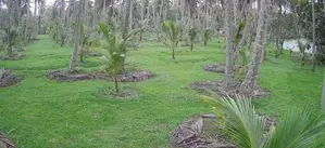 20 Acres of Coconut Estate for Sale in Madampe Dummalasuriya