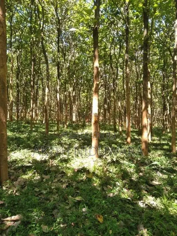 10 Perches Teak Land For Sale Kataragama