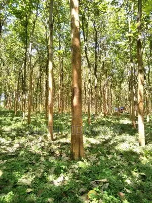 10 Perches Teak Land For Sale Kataragama