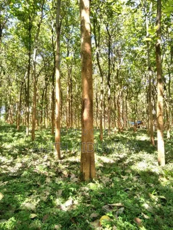 10 Perches Teak Land For Sale Kataragama