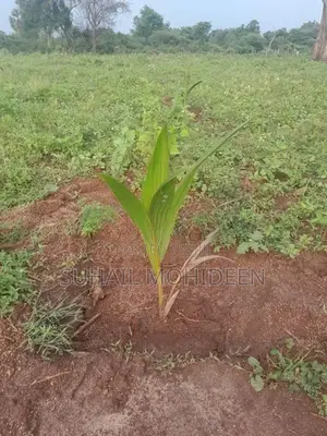 Agriculture Land For Sale In Vavuniya