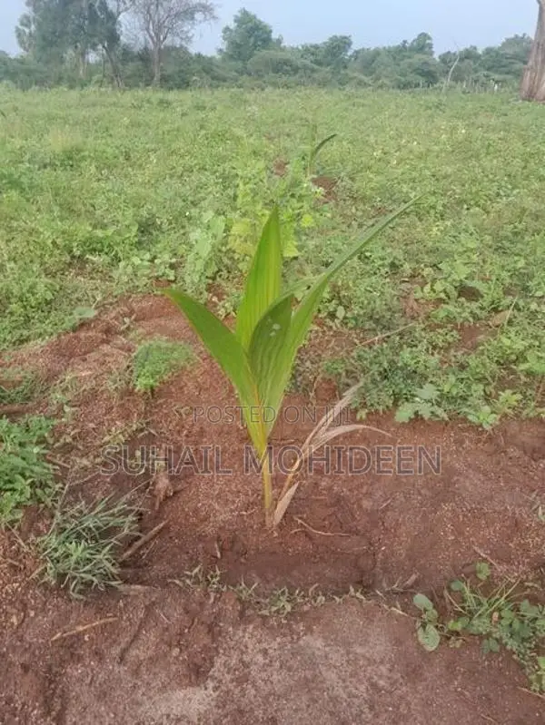 Agriculture Land For Sale In Vavuniya
