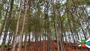 Land Plots for Sale in Kithalella