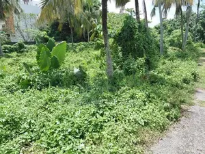 Super Land for Sale Borelesgamuwa