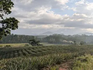 553 Perch Agricultural Land for Sale in Padduka (yatwathura)