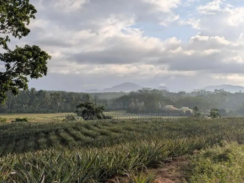 553 Perch Agricultural Land for Sale in Padduka (yatwathura)