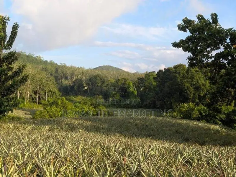 553 Perch Agricultural Land for Sale in Padduka (yatwathura)