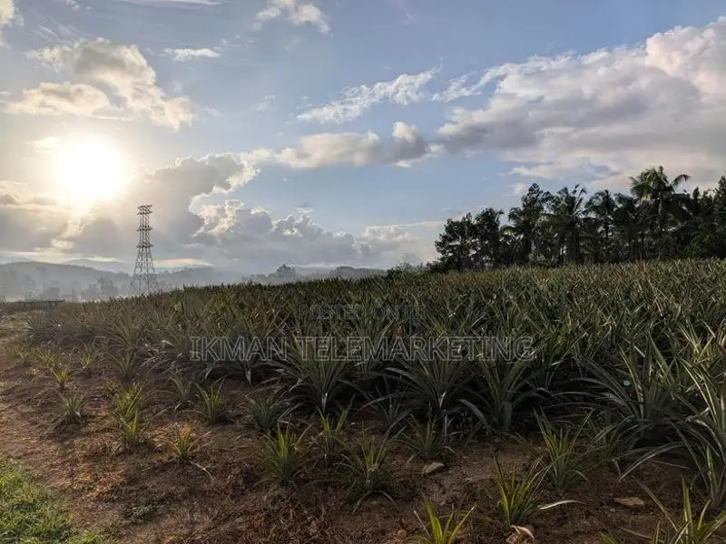 553 Perch Agricultural Land for Sale in Padduka (yatwathura)