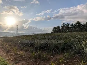 553 Perch Agricultural Land for Sale in Padduka (yatwathura)