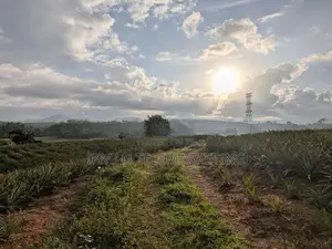 553 Perch Agricultural Land for Sale in Padduka (yatwathura)