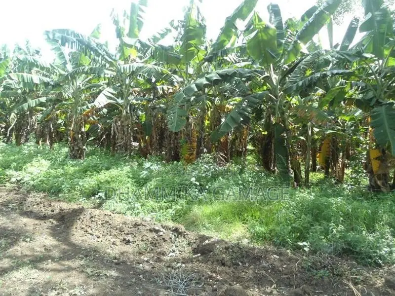 වැවට මායිම පිහිටි ඉඩම විකිනිමට හම්බන්තොට