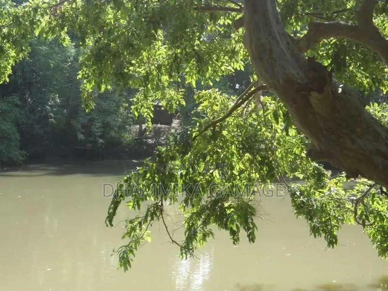 ගග අද්දර ඉඩම විකිනිමට Ambalanthota