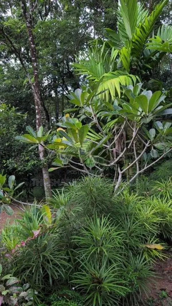 Wood Land with A Holiday Bungalow Gonapola